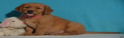 Golden Retriever dogs for sale: Bethany - Ad 3