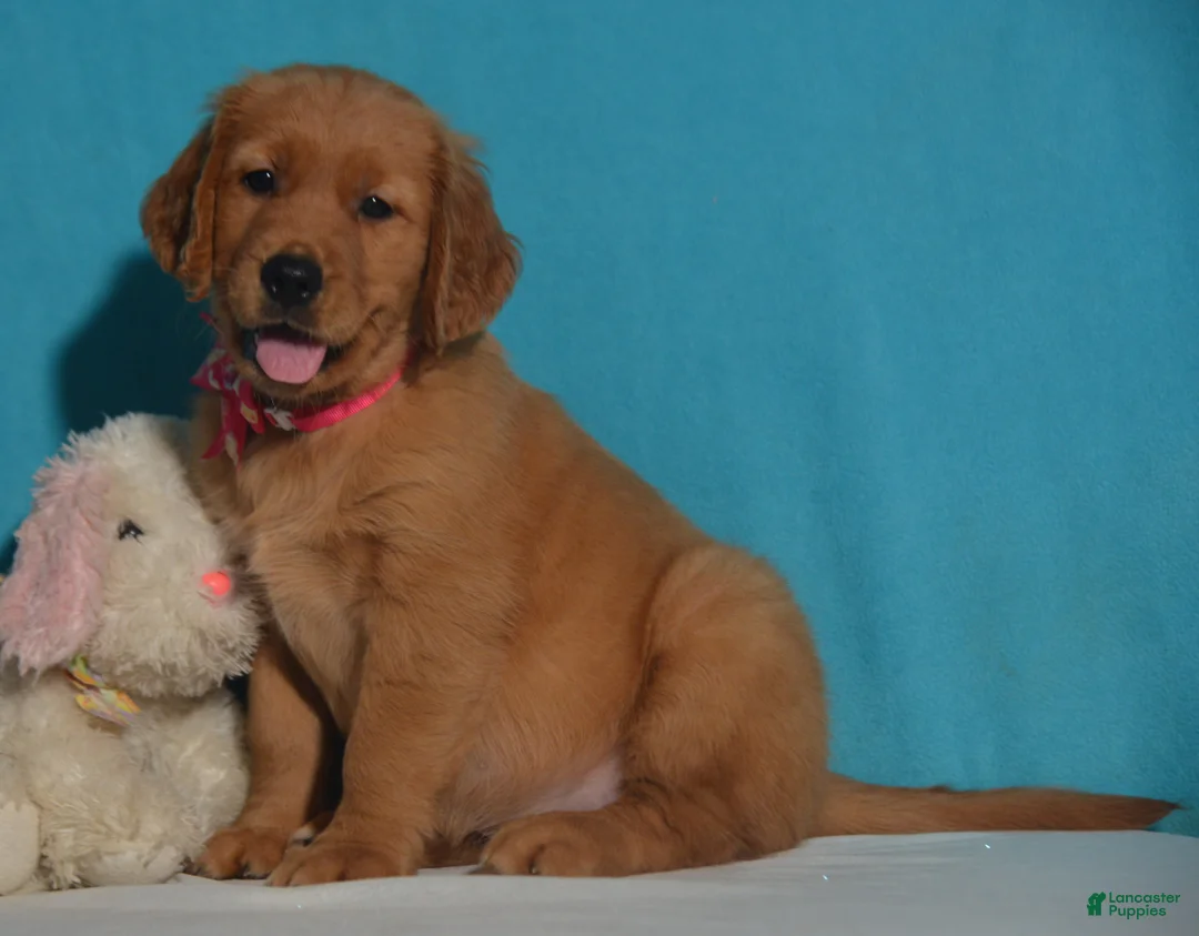 Golden Retriever dogs for sale: Bethany - Ad 3