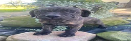 Cane Corso dogs for sale: Jenna - Ad 5