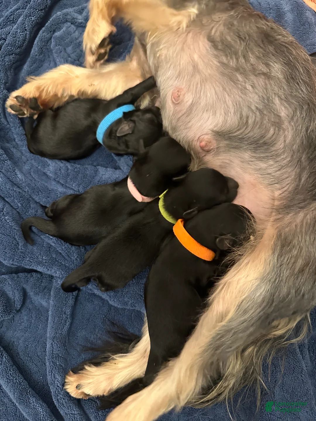 Yorkiepoo dogs for sale: Yorkiepoo Puppy - Orange - Ad 1