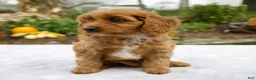 Cavapoo dogs for sale: Tilly - Ad 7