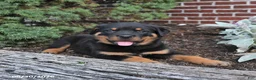 Rottweiler dogs for sale: Bear - Ad 5