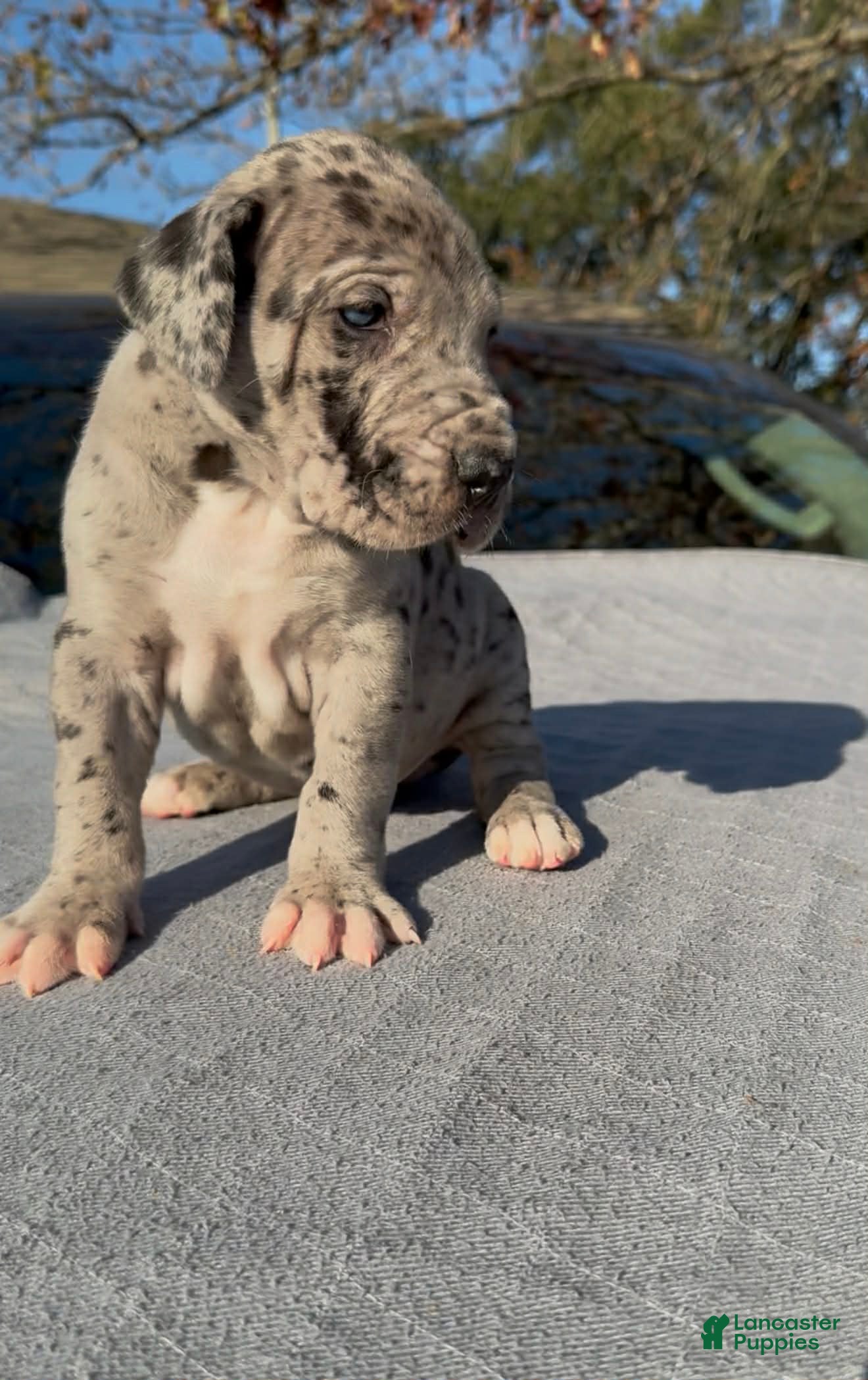 Great Dane dogs Marco - Ad 2