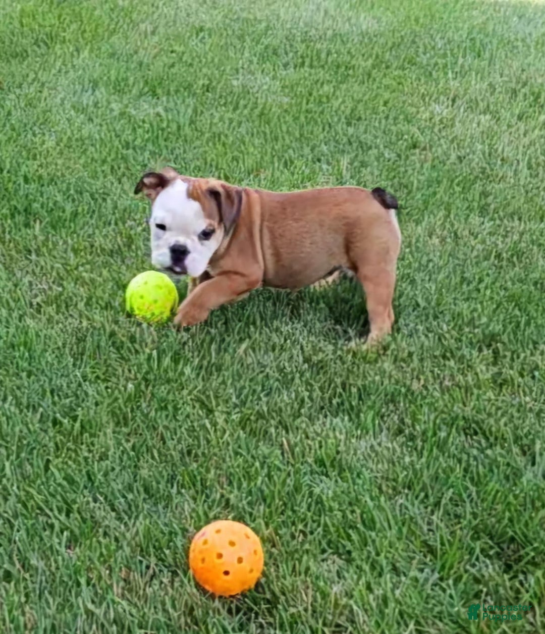 Gallery Image {{count}}