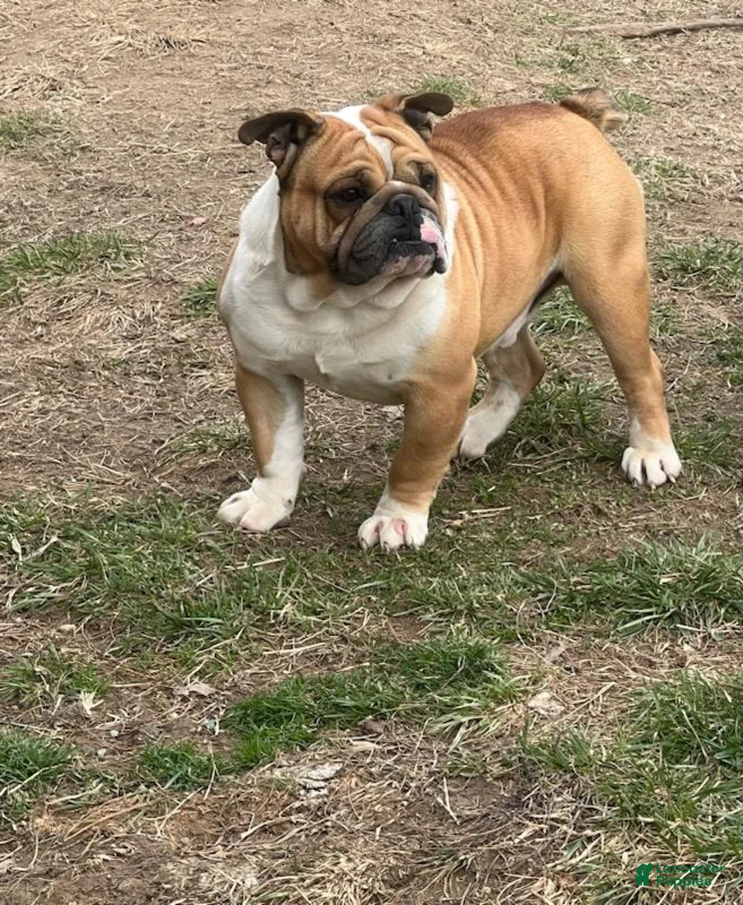 Beabull dogs for sale: Gracie - Ad 12