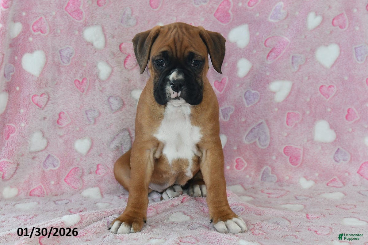 Boxer dogs Lacey - Ad 2