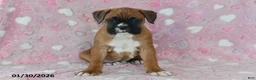Boxer dogs for sale: Lacey - Ad 2