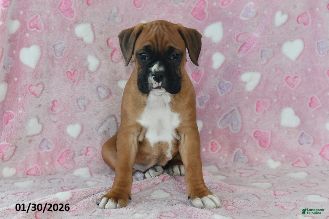 Boxer dogs for sale: Lacey - Ad 2