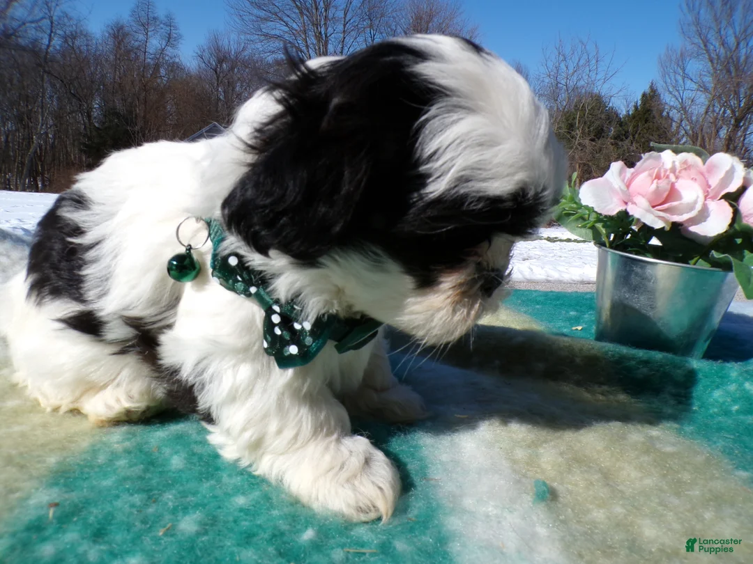 Shih Tzu dogs for sale: Shih Tzu Puppy 4 Charm - Ad 2