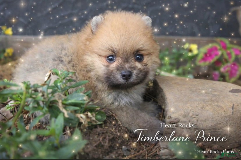 Pomeranian dogs Timber - Ad 1