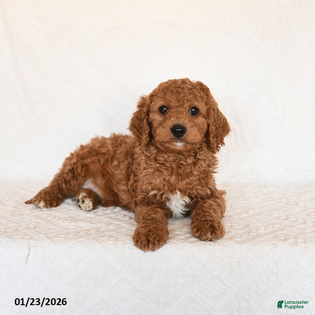 Cavapoo dogs for sale: Skipper - Ad 3