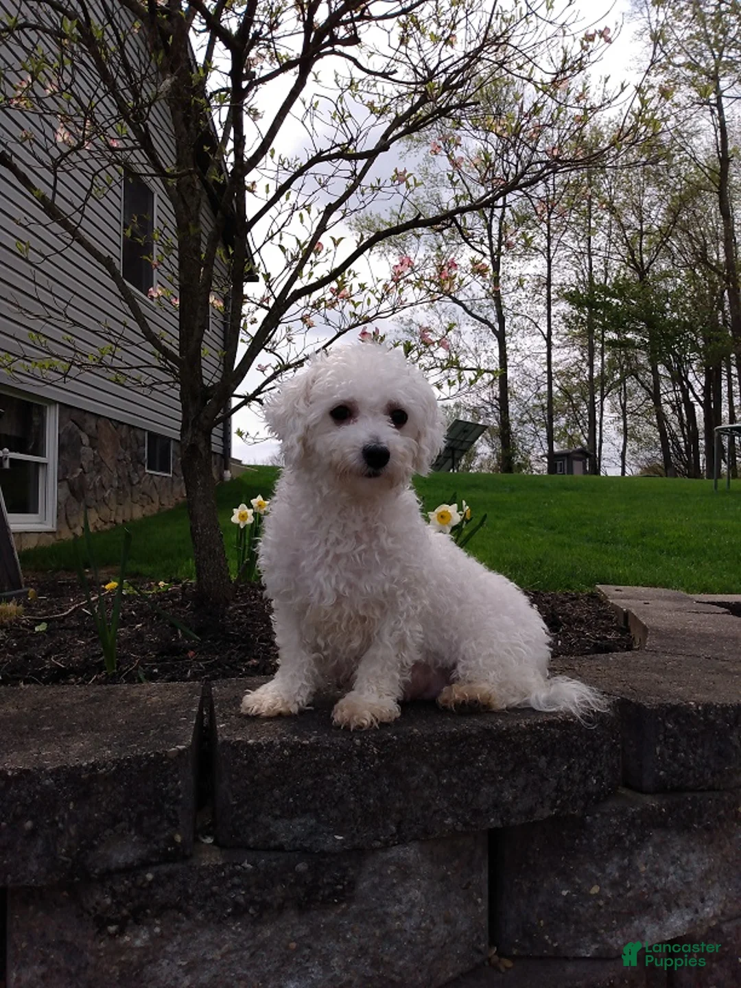 Bichon Frise dogs for sale: AKC-Romeo - Ad 10