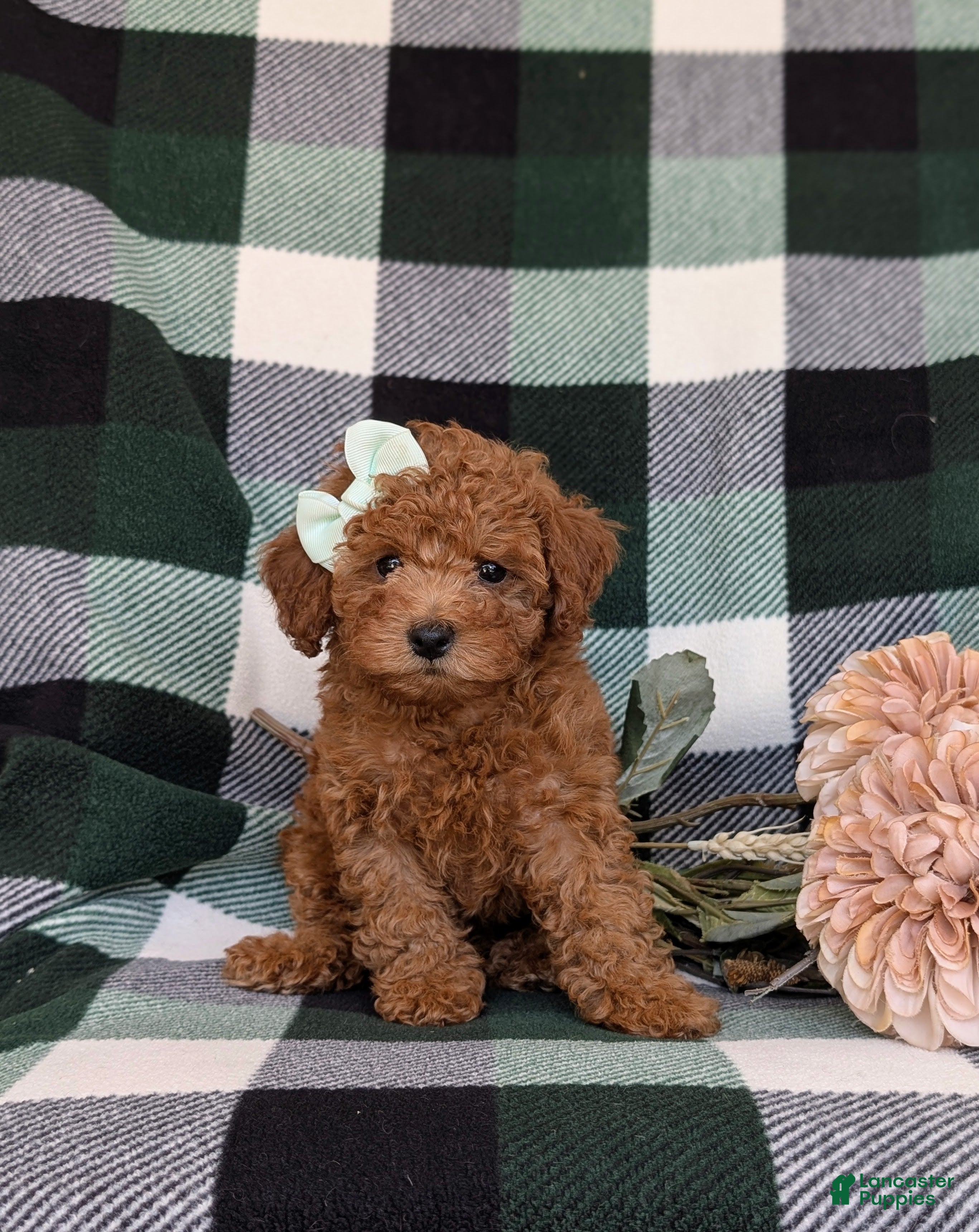 Shihpoo dogs Adelaide - Ad 1