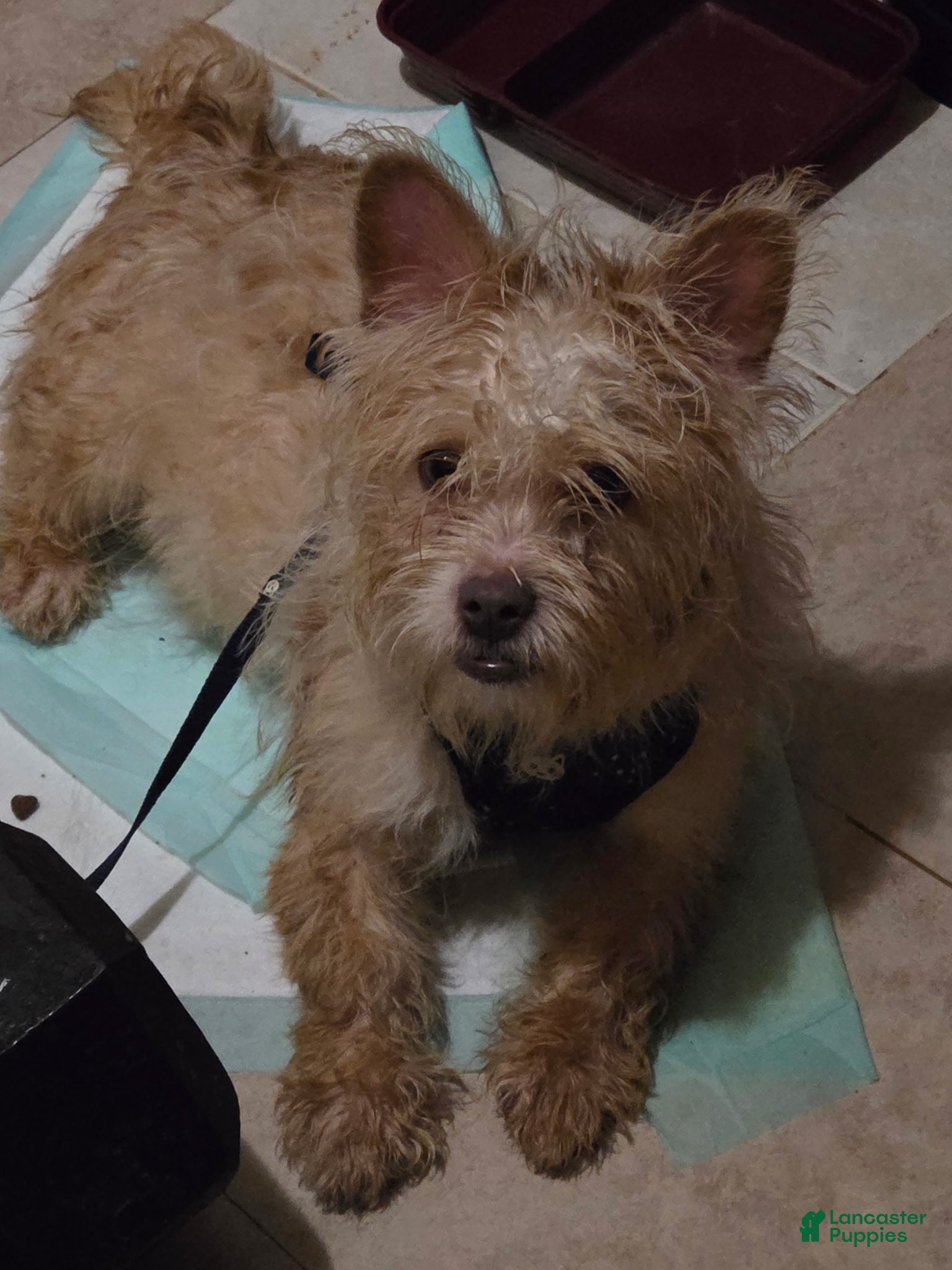 Mixed Breed dogs for sale: Mixed Breed 3 - Ad 11
