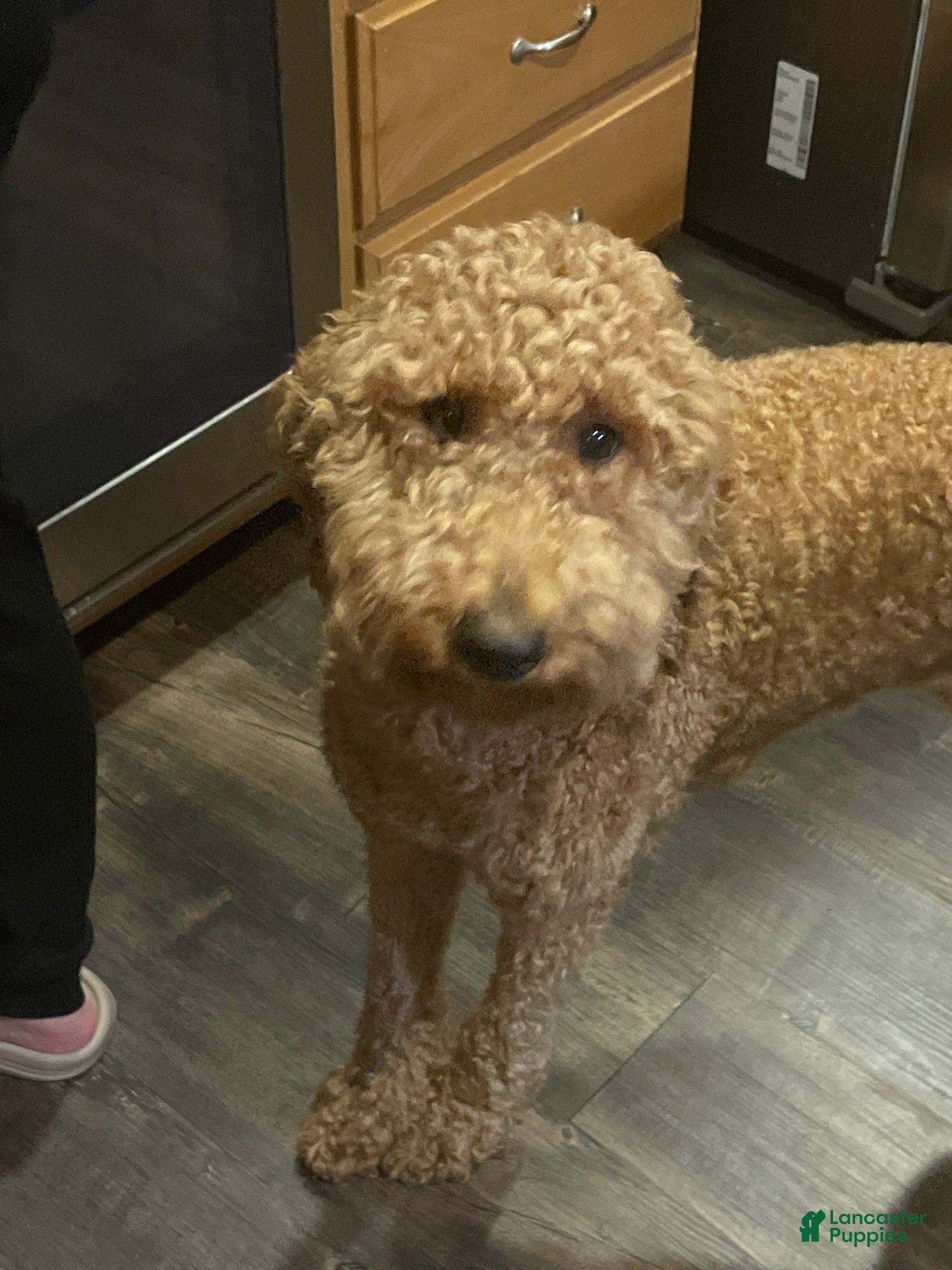 Goldendoodle dogs Goldendoodle Puppy 1 - Ad 2