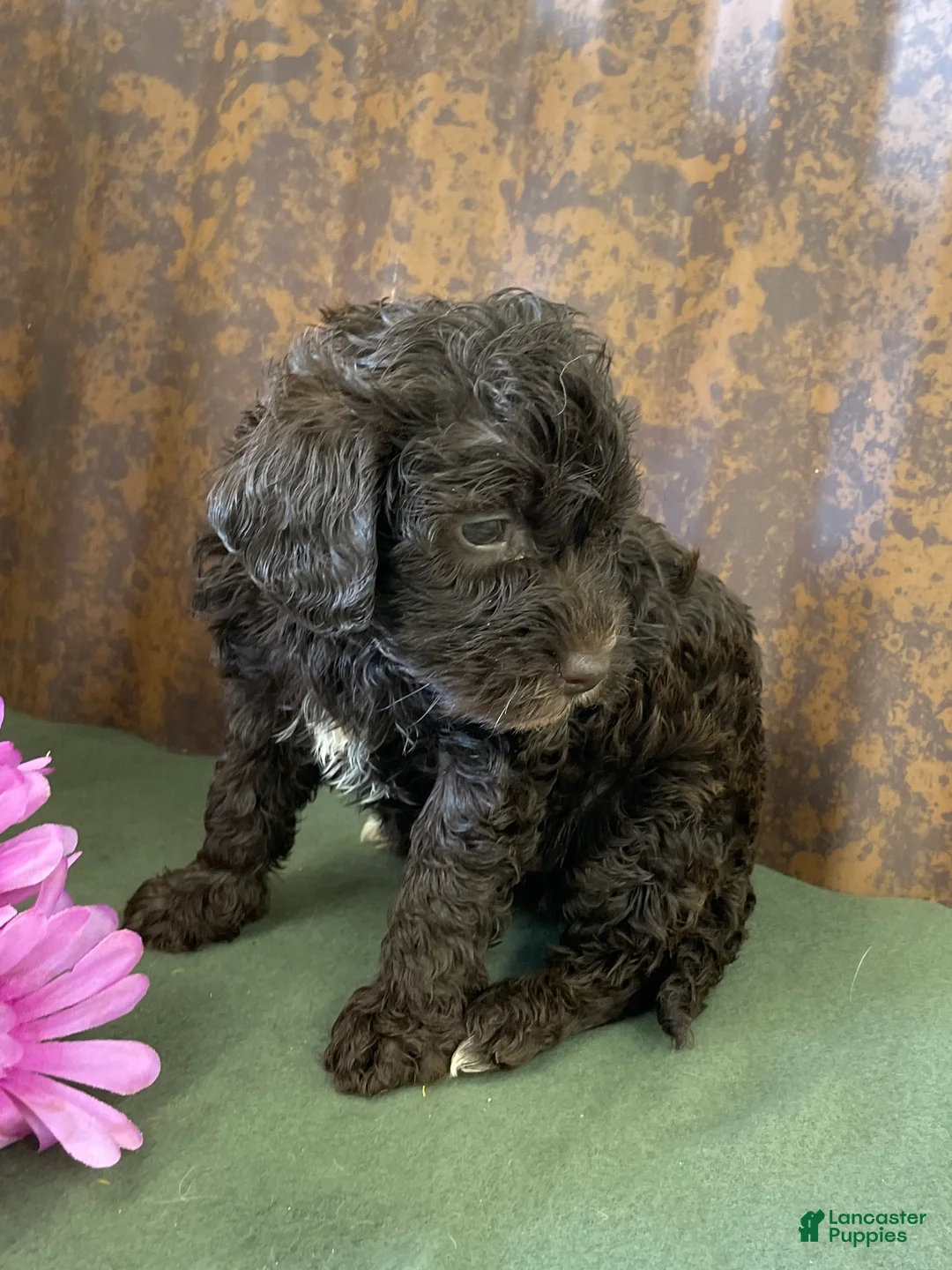 Labradoodle dogs for sale: Lonnie - Ad 2