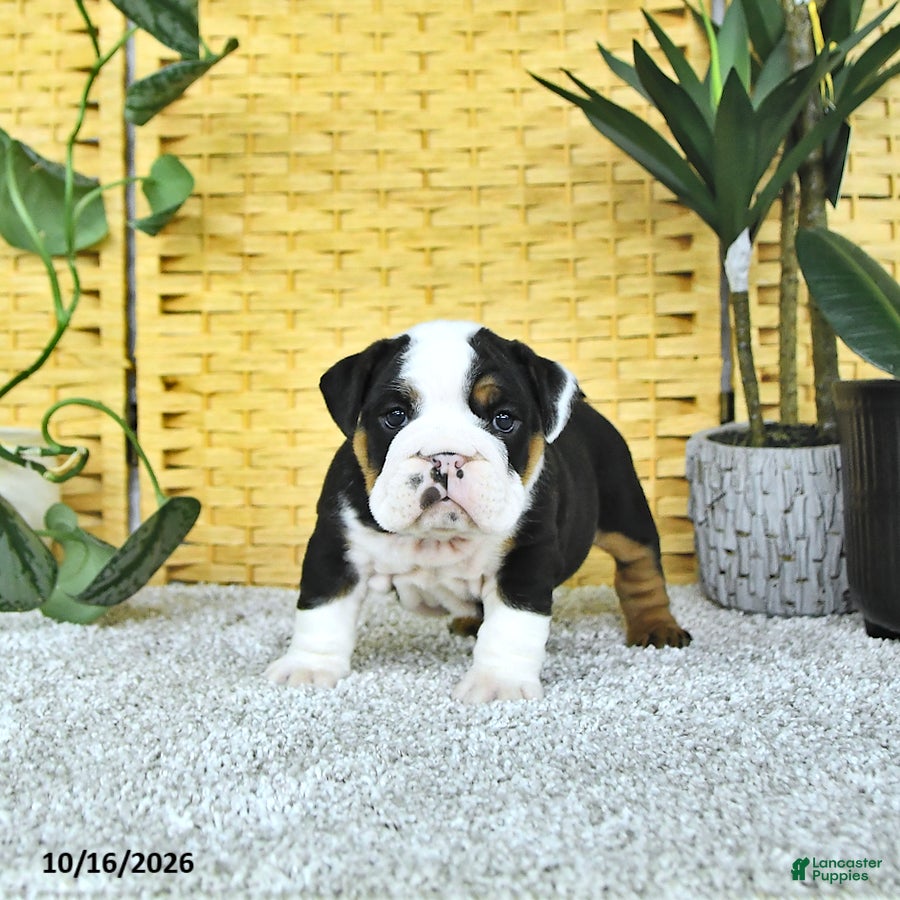 English Bulldog dogs for sale: Arthur - Ad 1