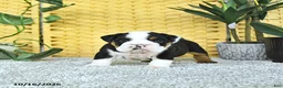 English Bulldog dogs for sale: Arthur - Ad 1