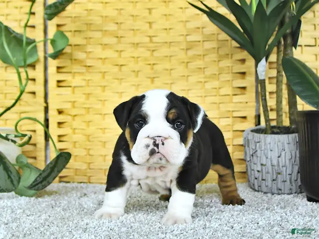 English Bulldog dogs for sale: Arthur - Ad 1