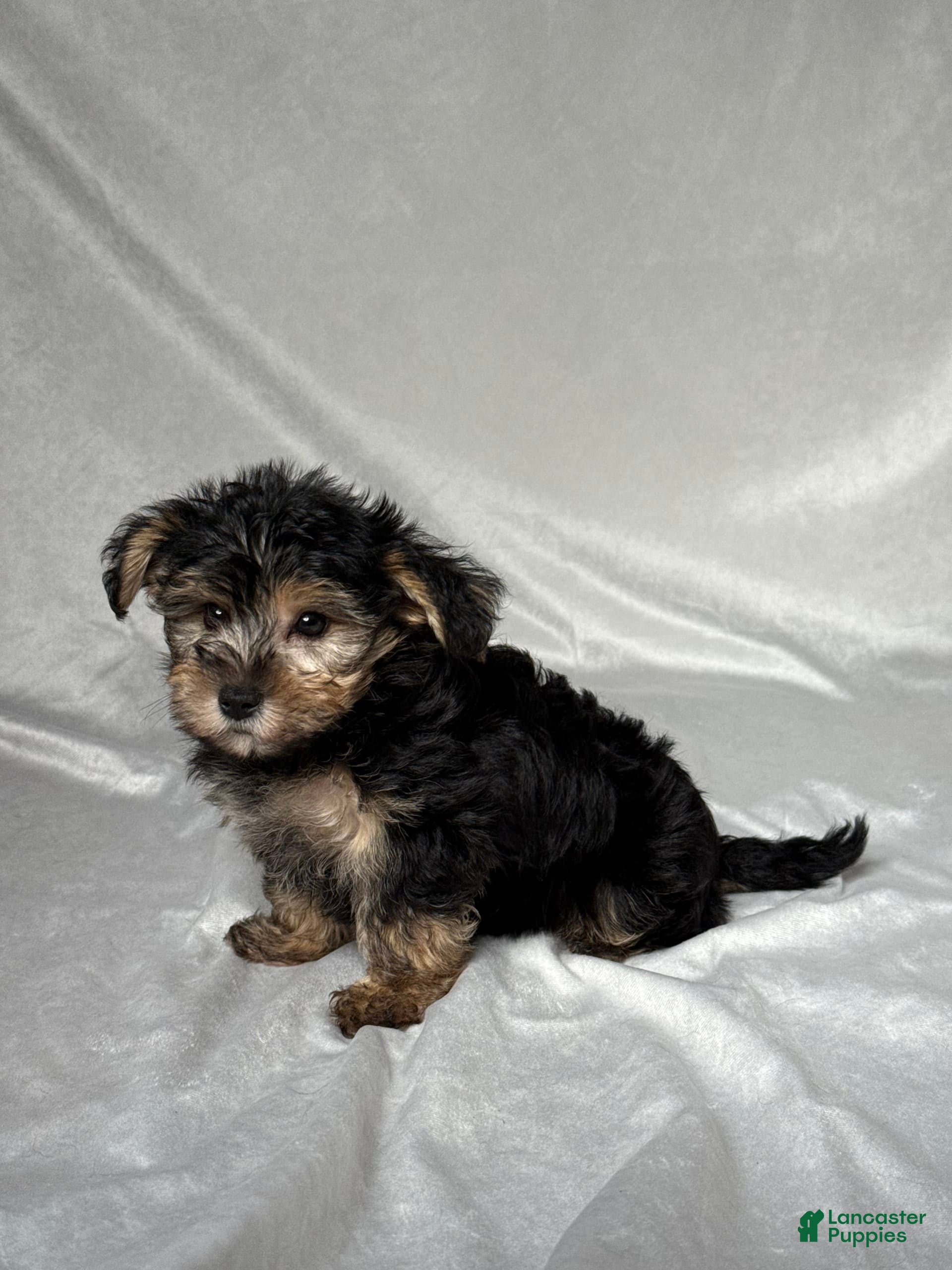 York Chon Puppies Yorkie Chon For Sale Near Me Family Yochon