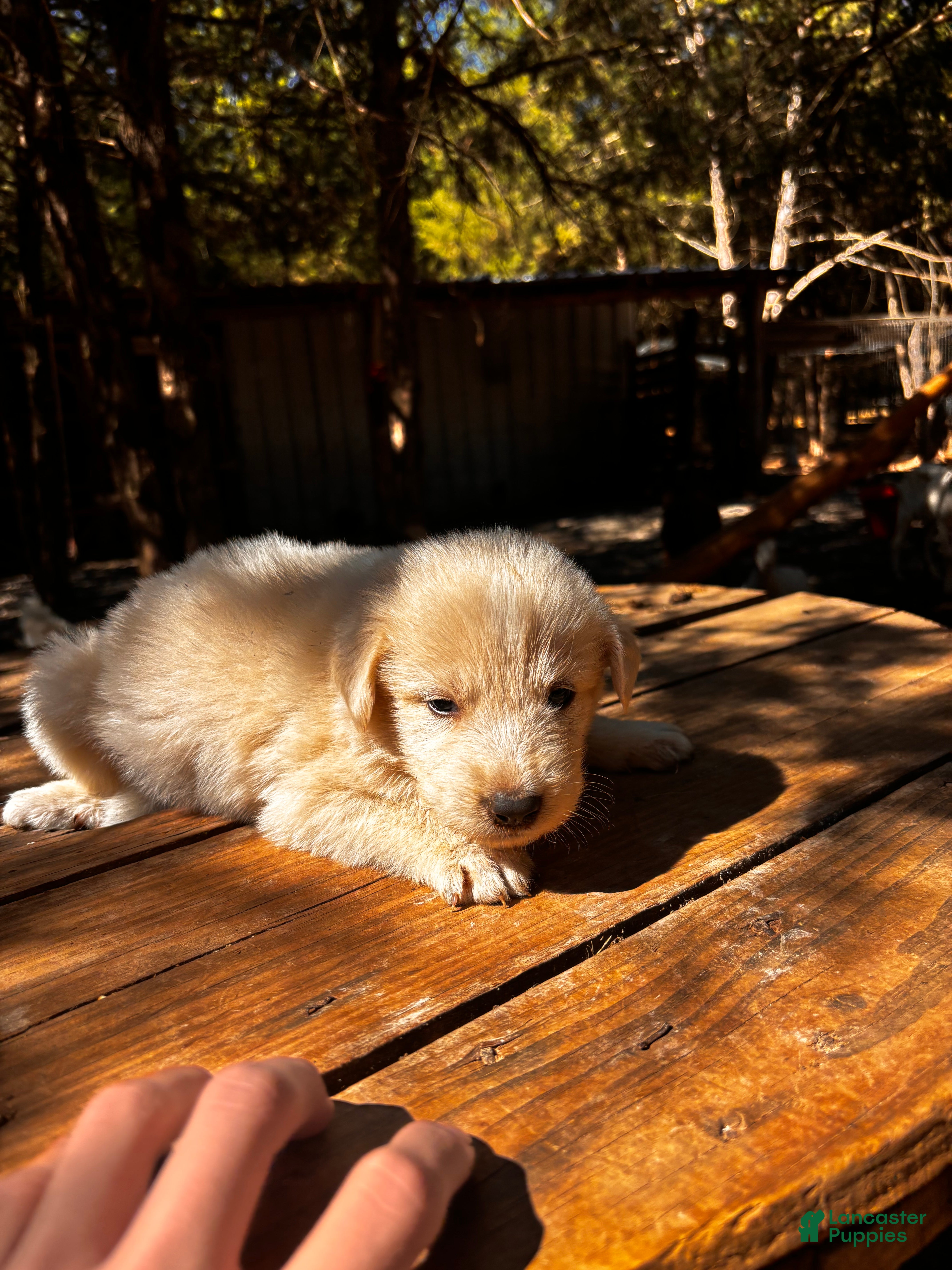 Great Pyrenees