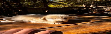 Great Pyrenees 6