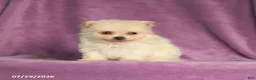 Pomeranian dogs for sale: Cindy - Ad 5