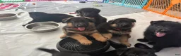 German Shepherd dogs for sale: German Shepherd Puppy 6 : Red  - Ad 1