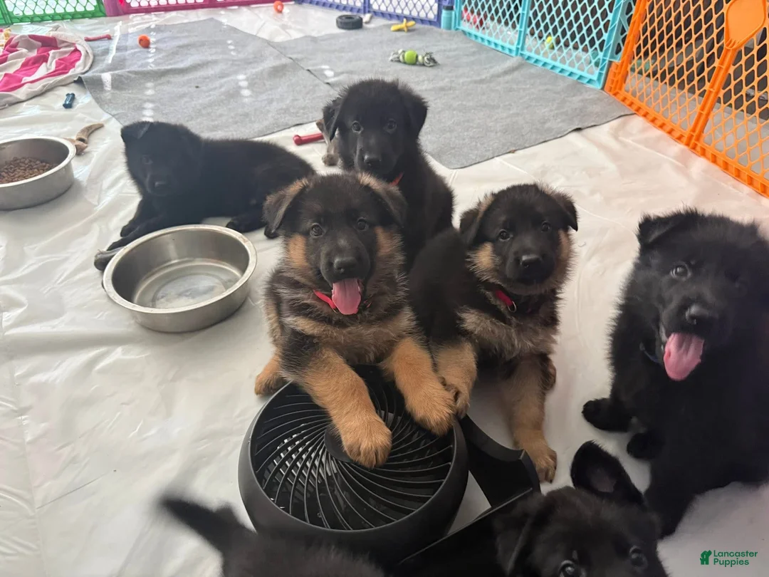 German Shepherd dogs for sale: German Shepherd Puppy 6 : Red  - Ad 1