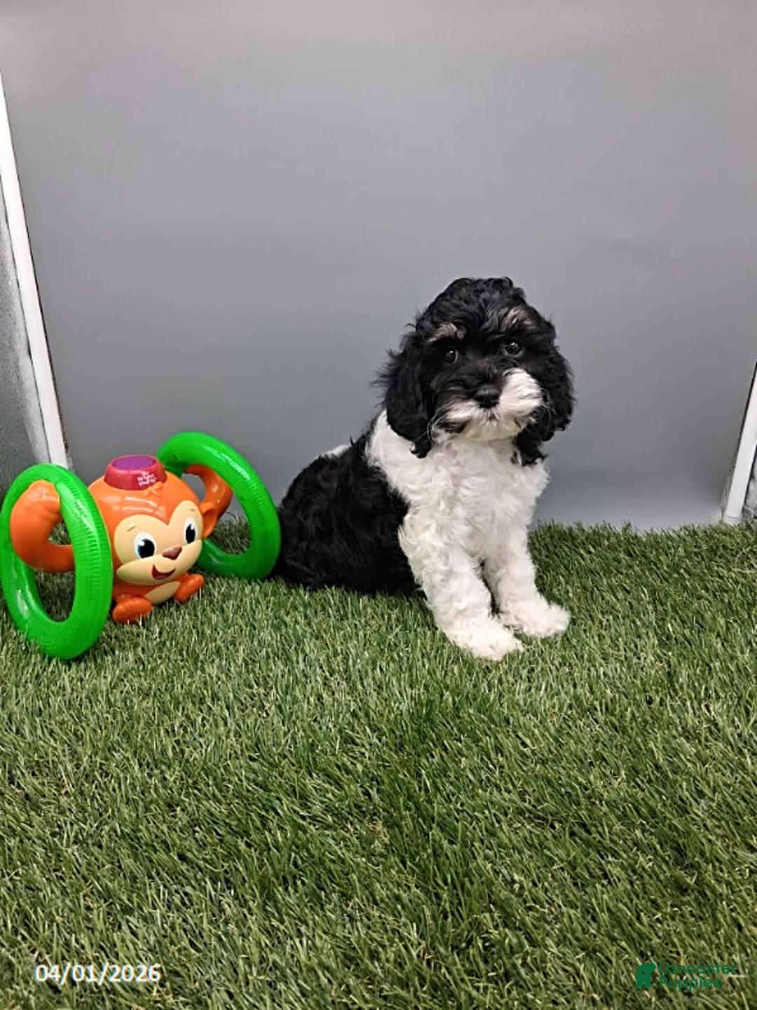 Cockapoo dogs for sale: Sparky - Ad 1