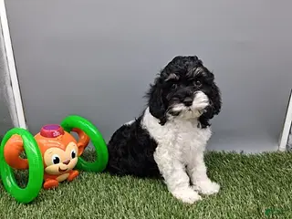 Cockapoo dogs for sale: Sparky - Ad 3