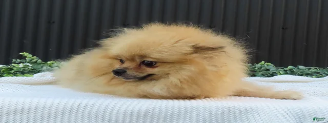 Daisy 