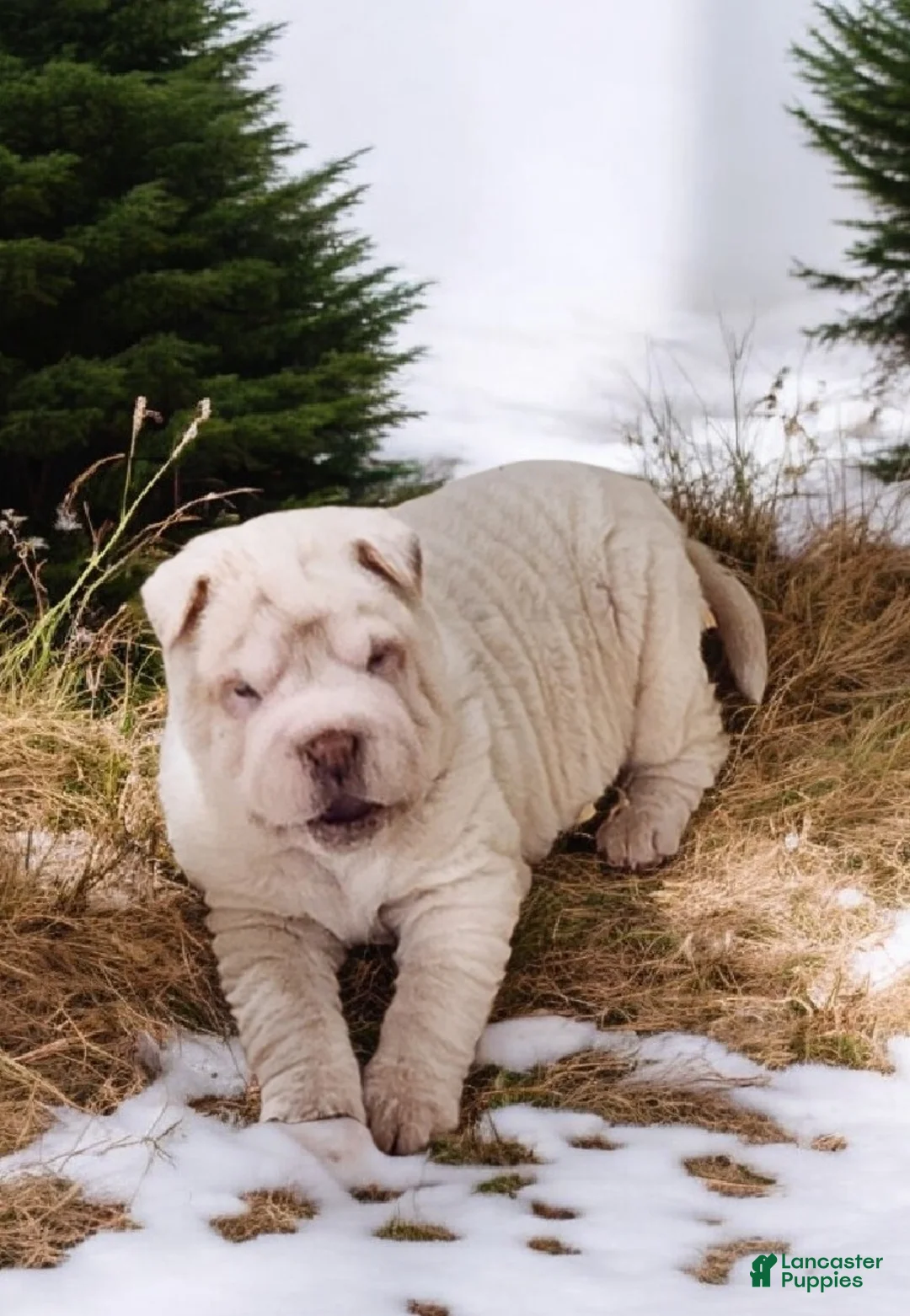 Shar Pei dogs for sale: Blizzard mini - Ad 25