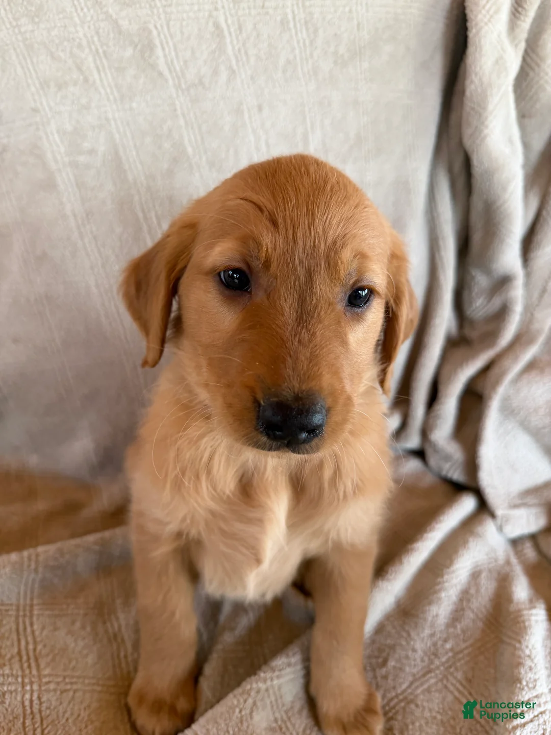 Golden Retriever dogs for sale: Red collar - Ad 2