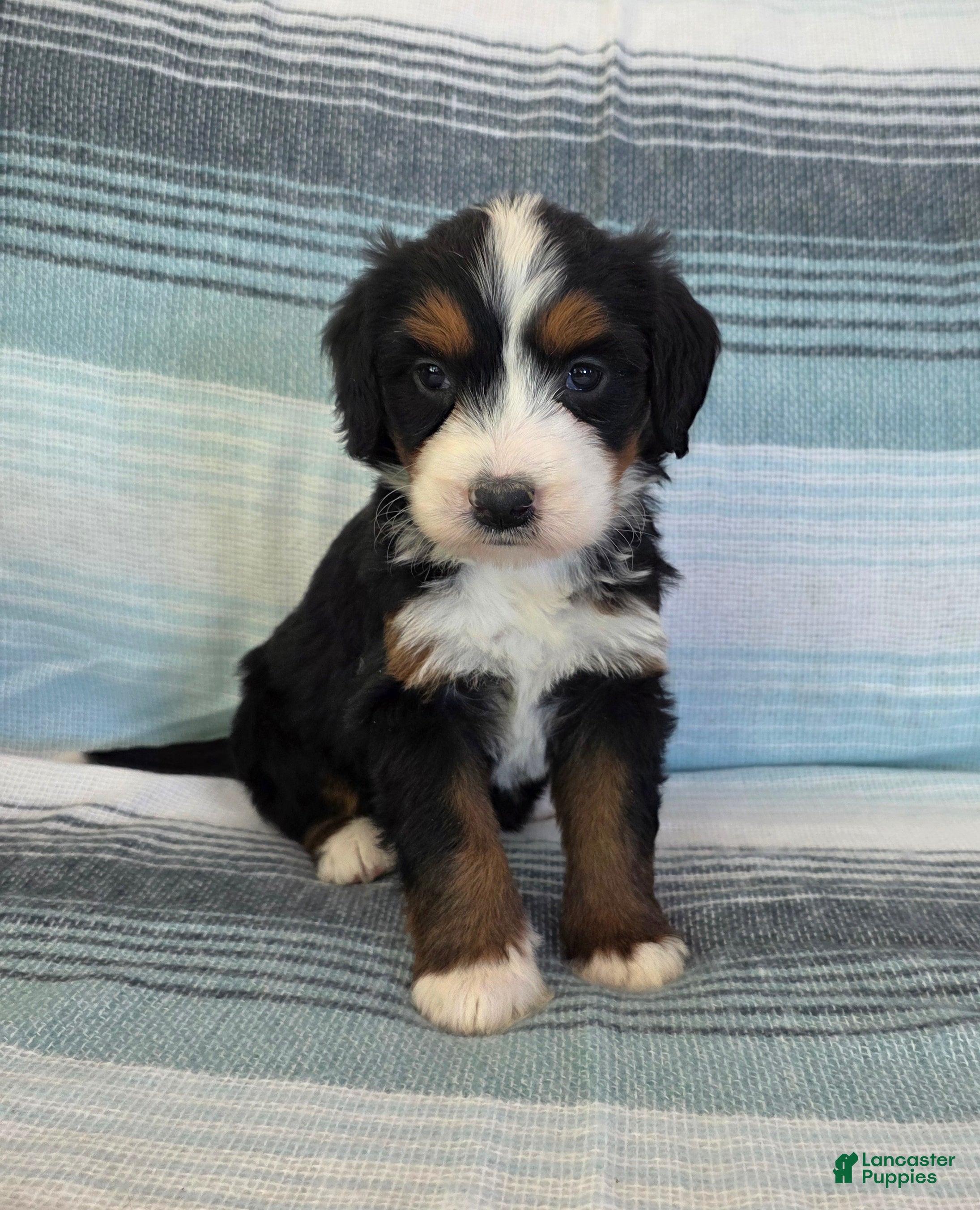 Bernedoodle dogs Pearl - Ad 22