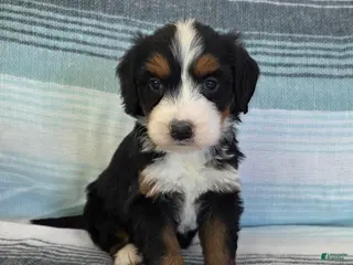 Bernedoodle dogs Pearl - Ad 22