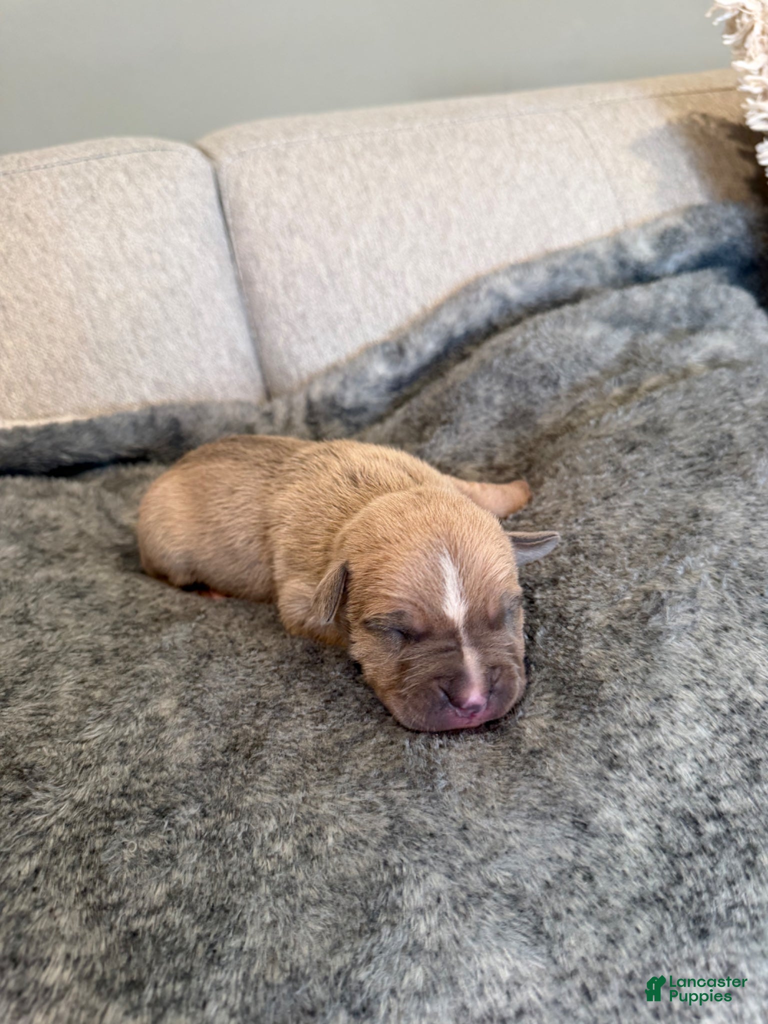 American Pit Bull Terrier dogs American Pit Bull Terrier Puppy 8 - Ad 16