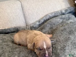 American Pit Bull Terrier dogs American Pit Bull Terrier Puppy 8 - Ad 16