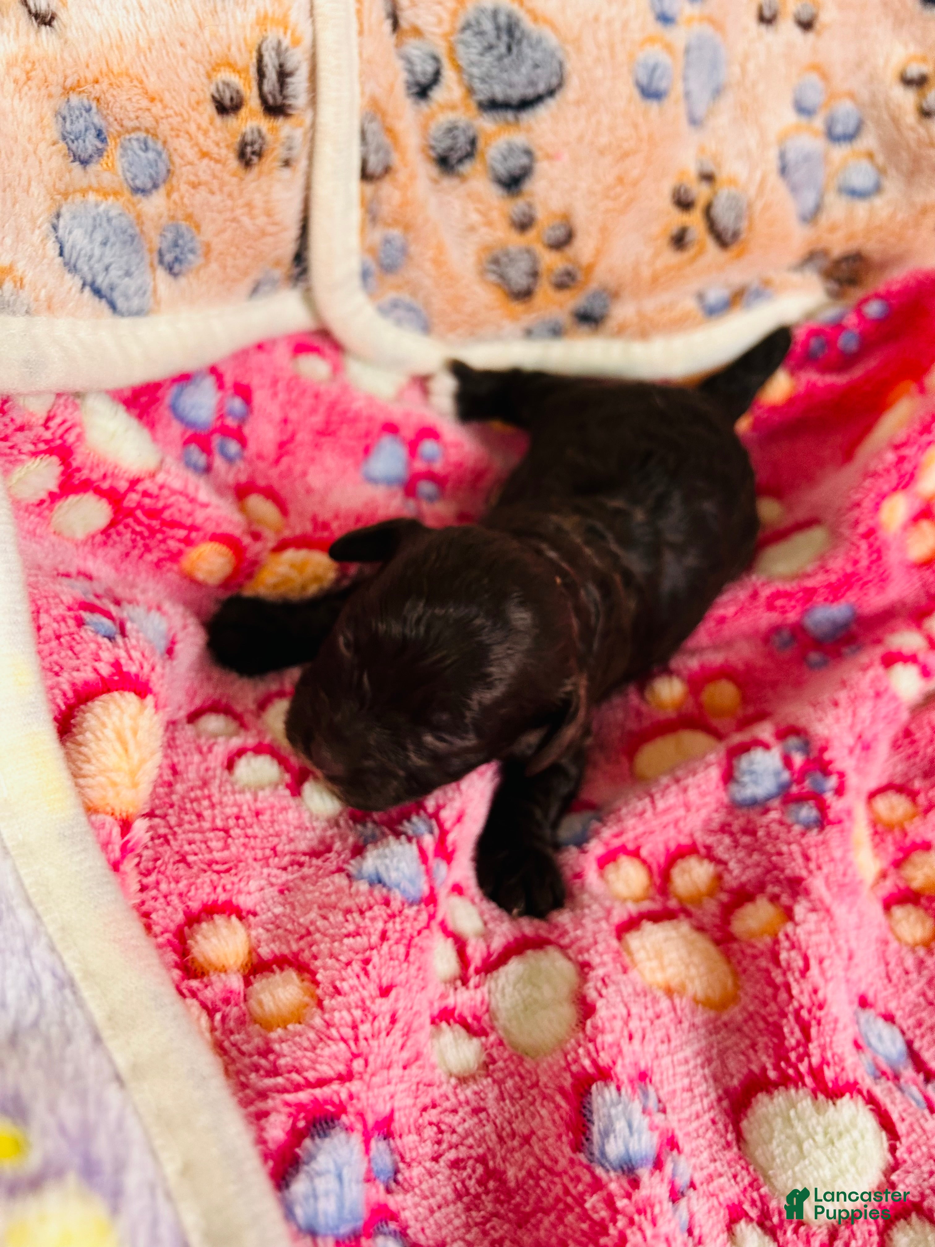 Cavapoo dogs Noel - Ad 35