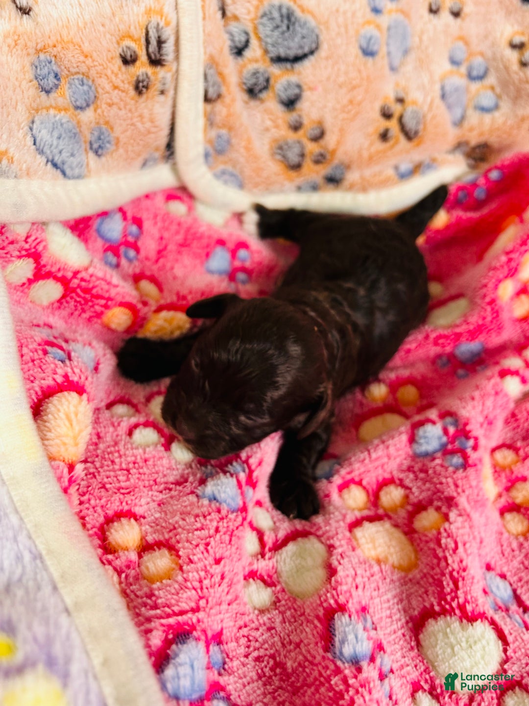 Cavapoo dogs for sale: Noel - Ad 1