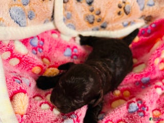 Cavapoo dogs Noel - Ad 30