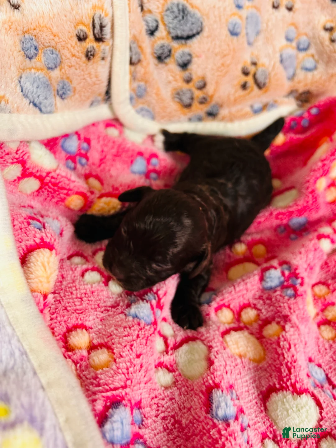 Cavapoo dogs for sale: Noel - Ad 7