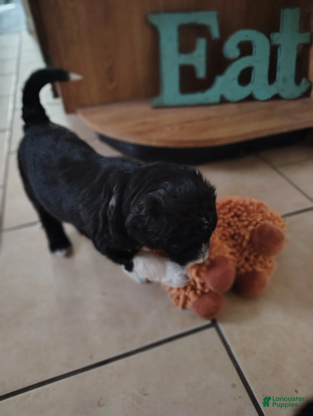 Aussiedoodle dogs for sale: Scarlet  - Ad 5