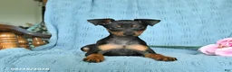 Miniature Pinscher dogs for sale: Rocket - Ad 2