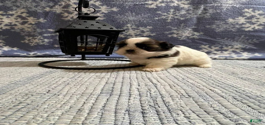 Gallery Image {{count}}