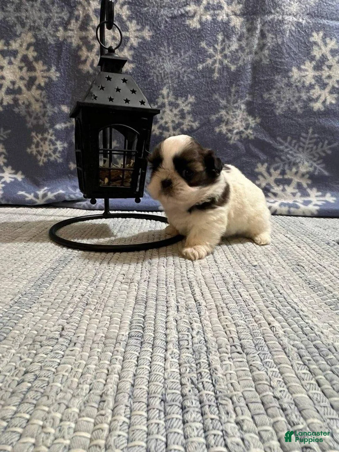 Gallery Image {{count}}