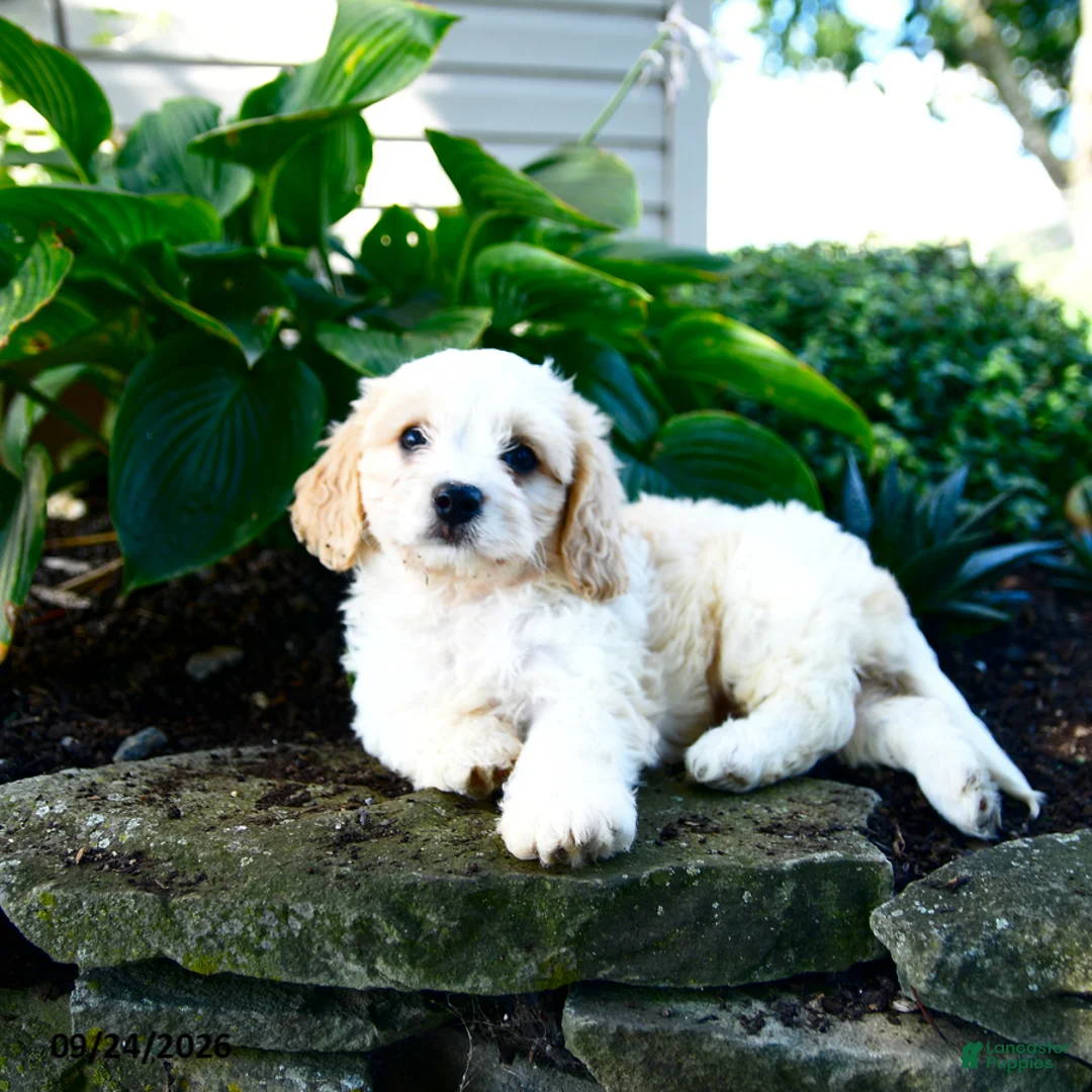 Cavachon dogs for sale: Laya - Ad 1