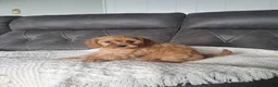 Cavapoo dogs for sale: Lucy - Ad 2