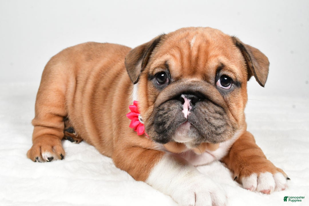 English Bulldog dogs for sale: Taquila - Ad 2