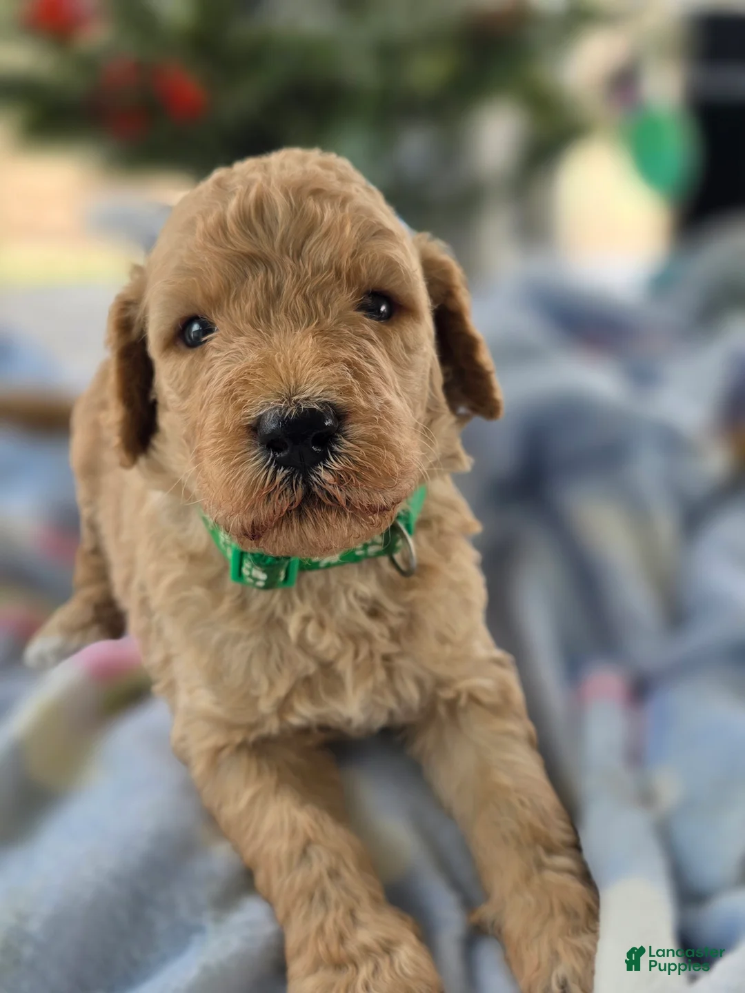 Goldendoodle dogs for sale: Teddy - Ad 1